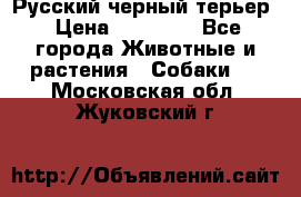 Русский черный терьер › Цена ­ 35 000 - Все города Животные и растения » Собаки   . Московская обл.,Жуковский г.